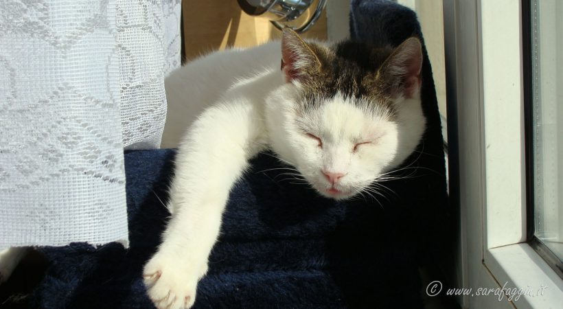 Gatto aggressività da dolore