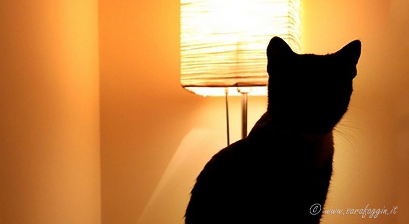 Gatto - ansia da modificazione del territorio